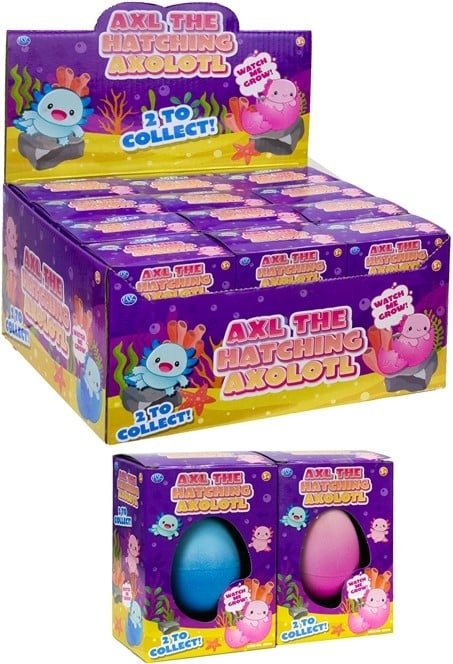 Axl the Hatching Axolotl Eggs (1 RANDOM Supplied) - Inspire Newquay