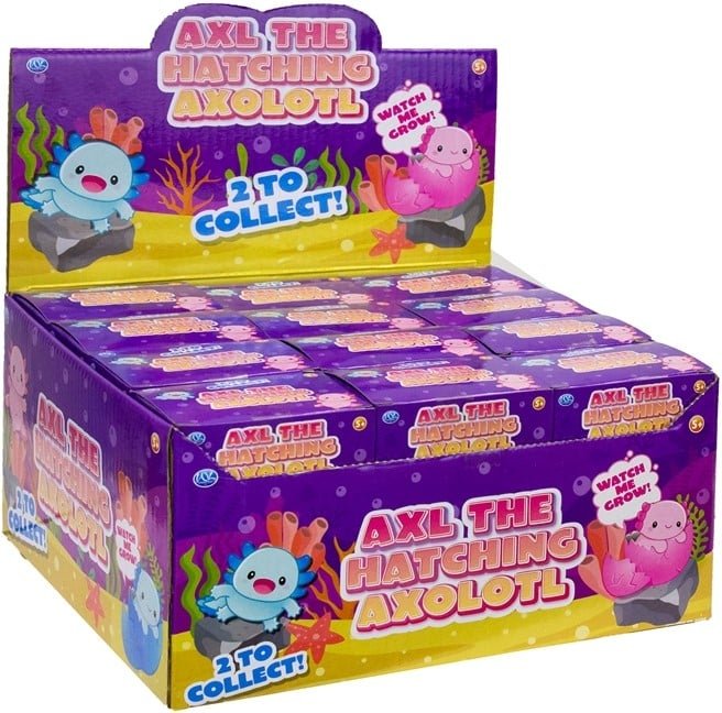 Axl the Hatching Axolotl Eggs (1 RANDOM Supplied) - Inspire Newquay