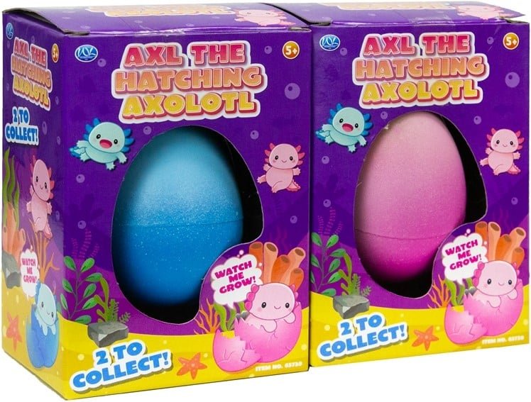 Axl the Hatching Axolotl Eggs (1 RANDOM Supplied) - Inspire Newquay