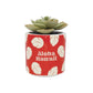 Plant Pot Faux Boxed (6.5cm) - Disney Lilo & Stitch - Inspire Newquay
